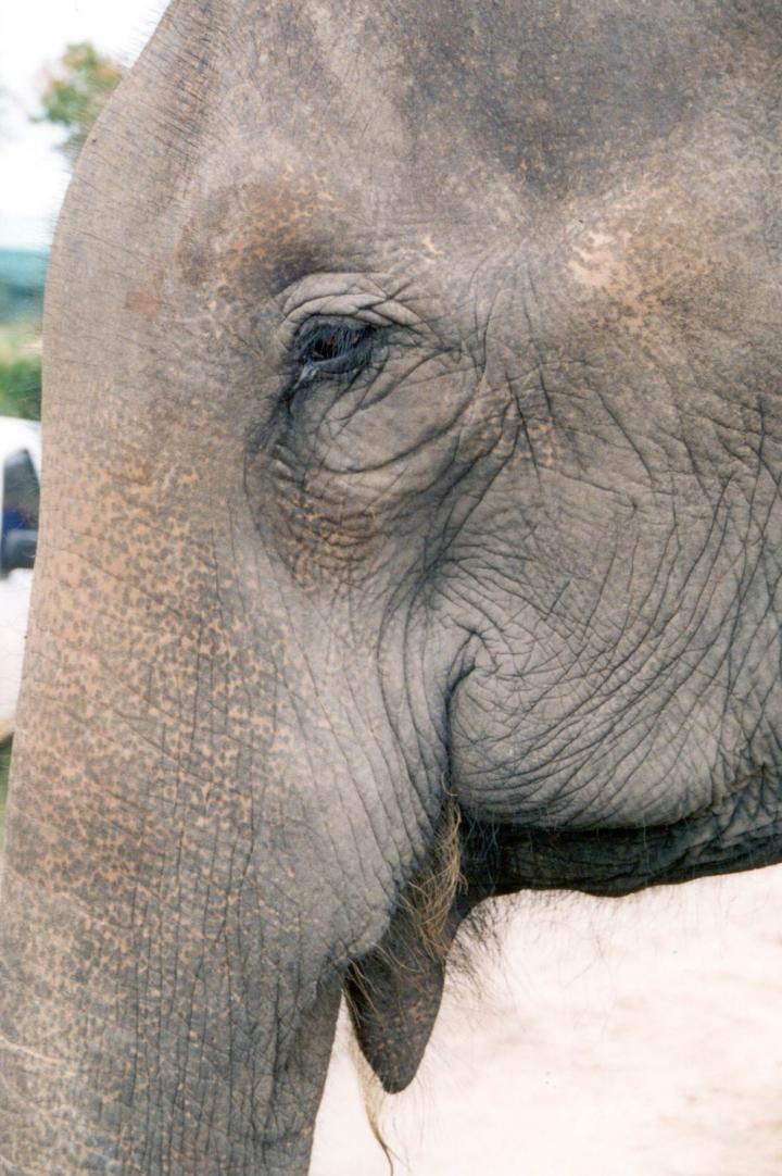 Nobody ever forgets their first encounter with a tusker on the streets of the Thai capital.