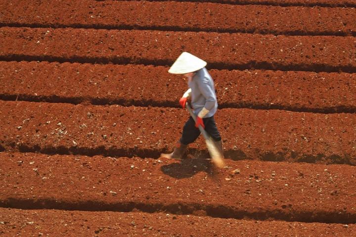 Preparing a field. Dalat, Vietnam.