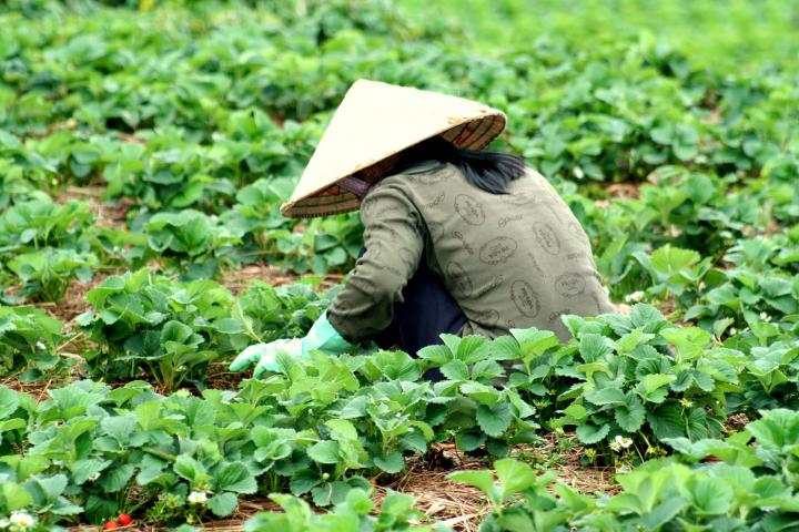 Women in a Dalat field wearing a conical hat