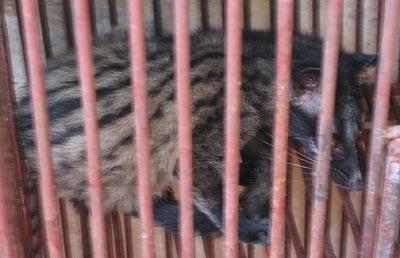 The source of the epidemic is thought to be the civet cat. This animal was served in restaurants throughout the region both before and after the outbreak, although briefly taken off the menu when it was discovered to be a carrier of the disease. 