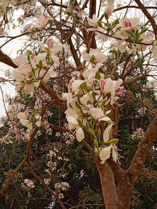 Hoa Ban Flower Tree at Dien Bien Phu