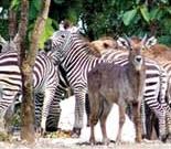 Chiang Mai Thailand Night Safari