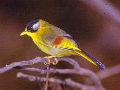 Silver eared Mesia at Doi Inthanon National Park, Thailand