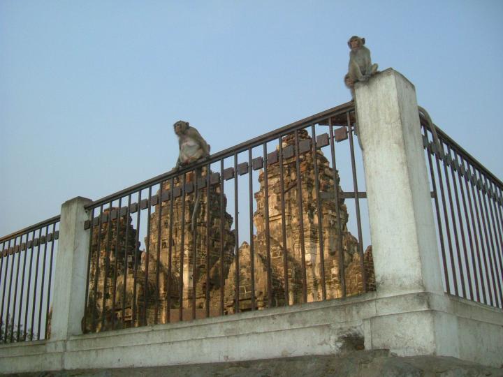 The world’s first Monkey Hospital, located in the city’s zoo, Lopburi, 160km north of Bangkok,Thailand.