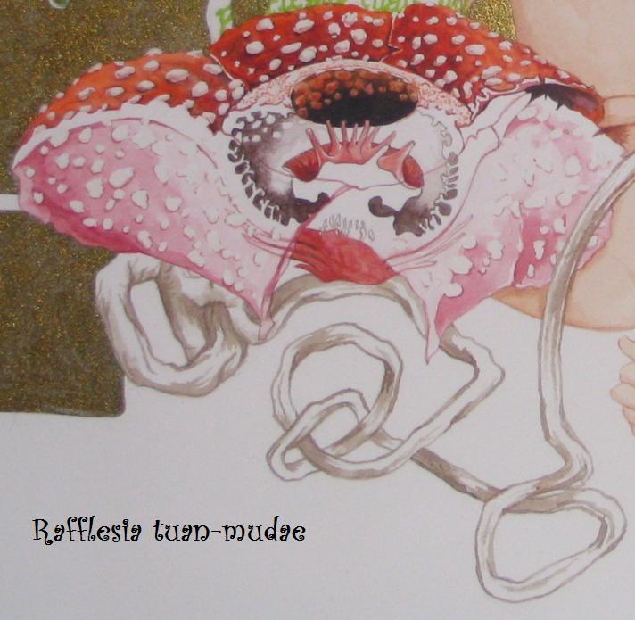 Rafflesia tuan-mudae in Gunung Gading National Park, near Kuching, Sarawak, Malaysia.