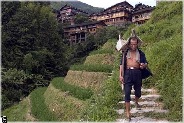Logistics in the Longji rice terraces...