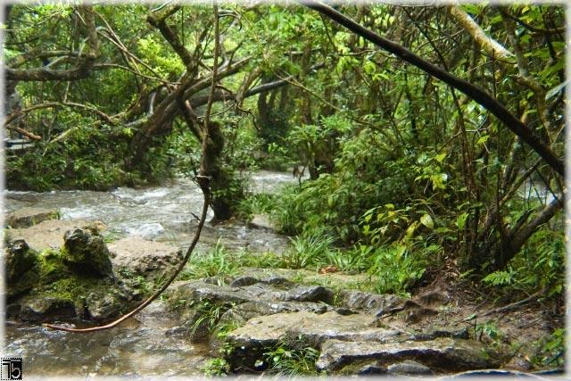 Forest in the river (Guizhou province)