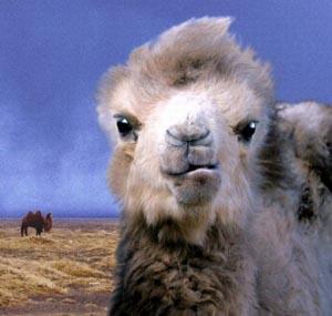 The Story of the Weeping Camel