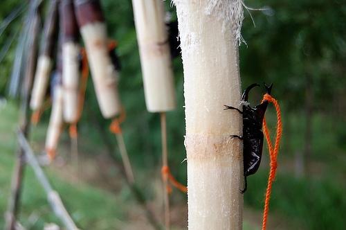 Fighting beetles for sale in northern Thailand