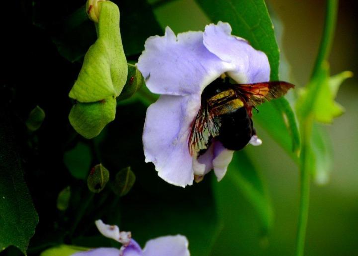 Manobo, river people of Cotabato
