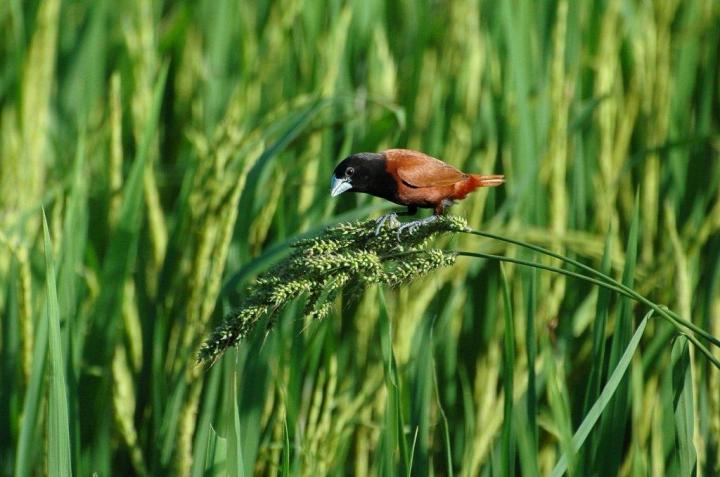 Philippines, Mindanao Countryside. Chestnut Munia in ricefield