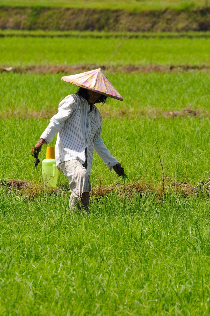 The Barrio's Bread and Butter, women in ricepaddy