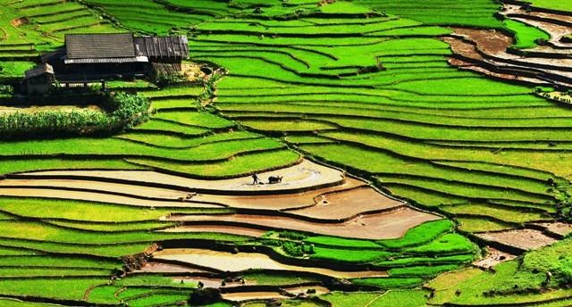 Rice Field in Sapa, Vietnam