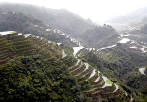 The spectacular Banaue rice terraces rise like giant steps to the sky.