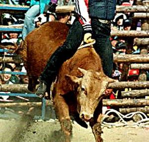 Bullfight Festival, Chongdo, South Korea.