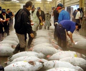 Fish brokers checking frozen tunas before their auction at the world's largest fish market at Tsukiji in Tokyo.
