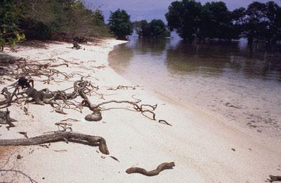 White Beach mangrove forest known as Pasir Putih