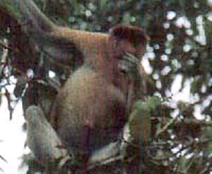 The Dutchman of Borneo