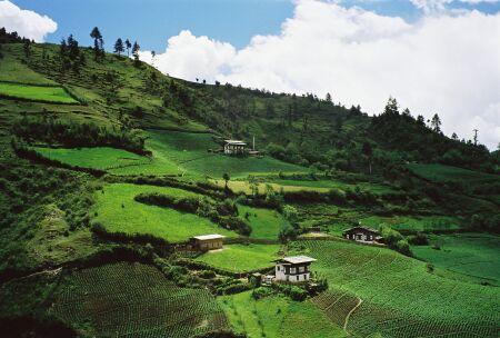 A lush, green terraced hillside