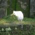 The white heron of Ubud, Bali The white heron of Ubud, Bali