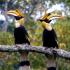 Hornbill, Khao Yai National Park, Thailand. Hornbill, Khao Yai National Park, Thailand.