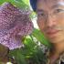 Me and Aristolochia westlandii at Kyoto Botanical Garden