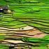 Rice Field in Sapa, Vietnam