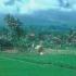 Javanese rice paddies
