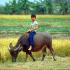 Boy on Buffalo. Vietnam.