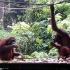 Orang Utans at the Sepilok Rehabilitation Center