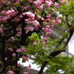 In addition to the ubiquitous cherry blossoms, Springtime in Japan brings forth a rich variety of florals, including azaleas, hydrangeas, camillias, tulips, quince, and flowering plum.
