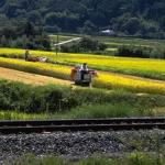 Rice is Japan's most important agricultural crop. And although only 15% of Japan's landmass is suitable for cultivation, 14 million acres are planted with rice, many of them postage-stamp sized family farms nestled in vacant lots between suburban buildings.