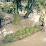 A farmer in Tien Giang Province transports rice seedlings down a small canal to replant them in his paddies. In some parts of the Mekong Delta farmers can produce three rice crops a year thanks to the tropical climate, abundant water and large labor force. Almost half of all rice grown in Viet Nam comes from the Mekong Delta.