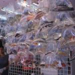 Goldfish Market.