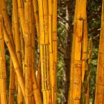 Bamboo grove, Dalat, Vietnam.