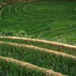 Rice paddies near Cat Cat Village