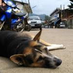 Bohemian Pai, where even the dogs are friendly...