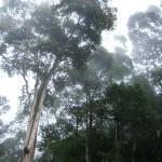 Take at Pacat campsite. The weather up here is cooling and foggy. On a windy day, you can even hear the trees rustling.