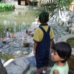 My children looking at the ducks in the pond