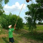 Ant hunting in Thailand