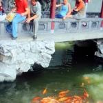 Feeding the golden carp is a popular pasttime, in the Yu Yuan Gardens. Shanghai, China.