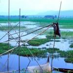 Nagaon, Assam, India: Fishermen trawl the rice paddies for the succulent Chital and Margur fish.