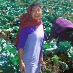 Shillong, Meghalaya, India: A young Khasi lady harvests cabbages atop Shillong Peak.
