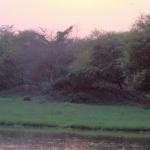 Bharatpur, Rajasthan, India: Egrets graze in the shallows, in the Keoladeo Bird sanctuary.