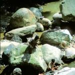 Rumtek, Sikkim, India: Workmen break rocks in the Rehpola River, near the village of Adampol.