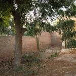 Neem Tree in a lonely place