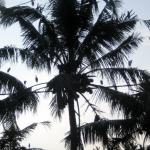 The trees in Petulu village are home for these white herons at night