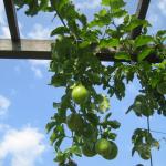 part of the plants we found at the islamique garden