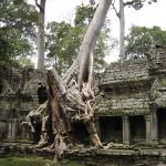 Tomb Raider Temple, Angkor Wat   CAMBODIA