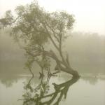 Early morning mist, Sunderbans
